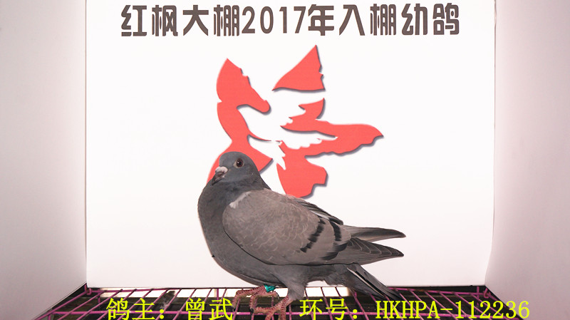HKHPA-112236 