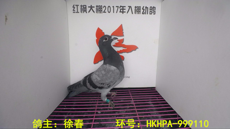 HKHPA-999110 