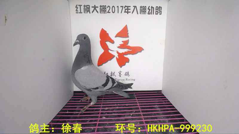 HKHPA-999230 