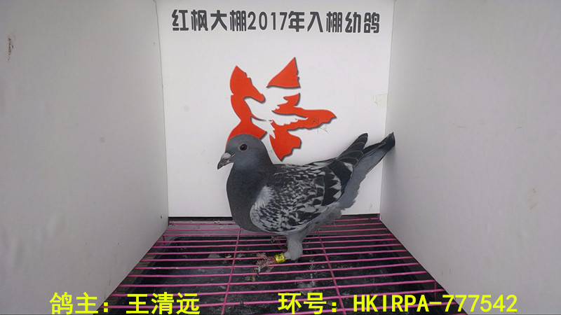 HKIRPA-777542 