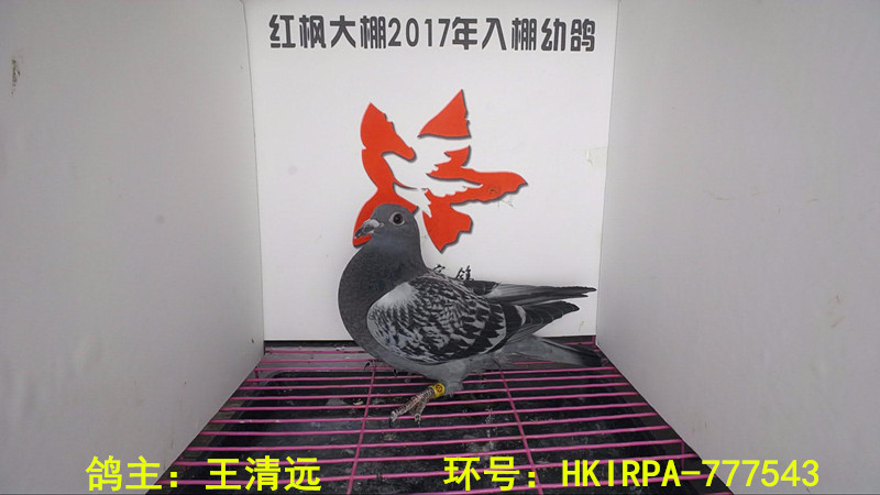 HKIRPA-777543 