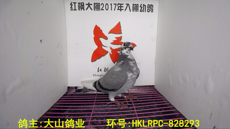 HKLRPC-828293 