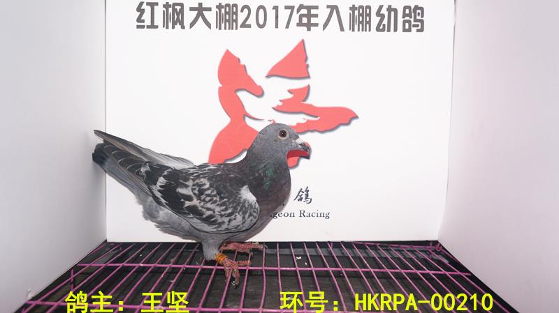 HKRPA-00210 