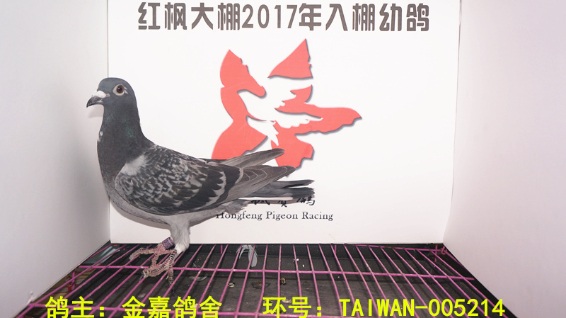 TAIWAN-005214 