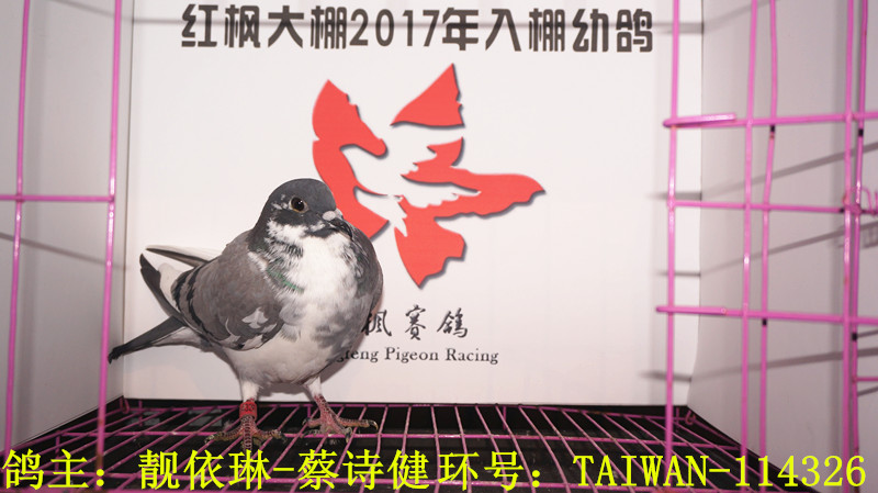 TAIWAN-114326 