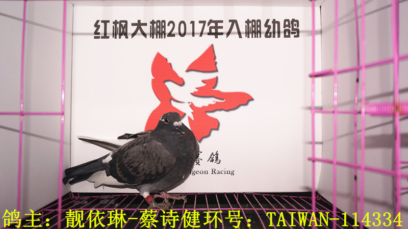 TAIWAN-114334 