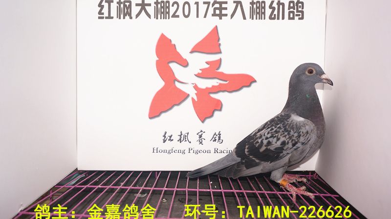 TAIWAN-226626 