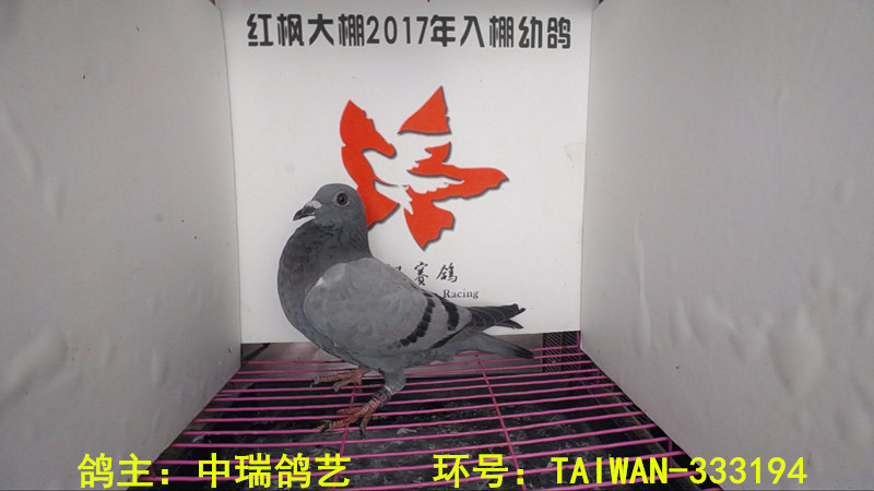 TAIWAN-333194 