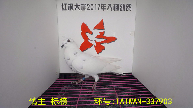 TAIWAN-337903 