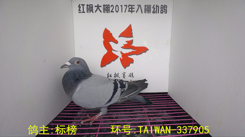 TAIWAN-337905 