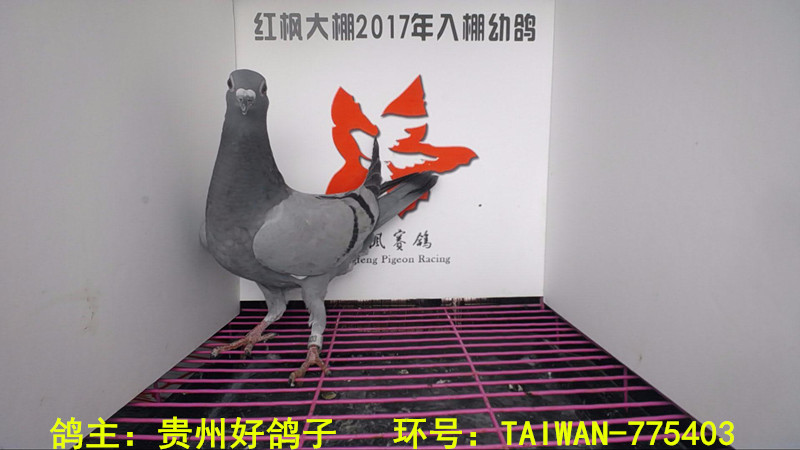 TAIWAN-775403 