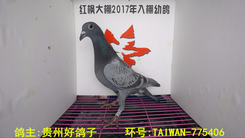 TAIWAN-775406 