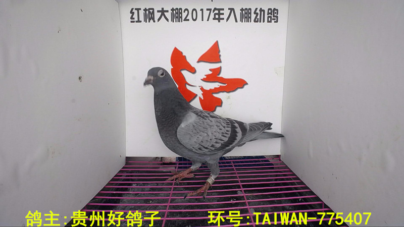 TAIWAN-775407 