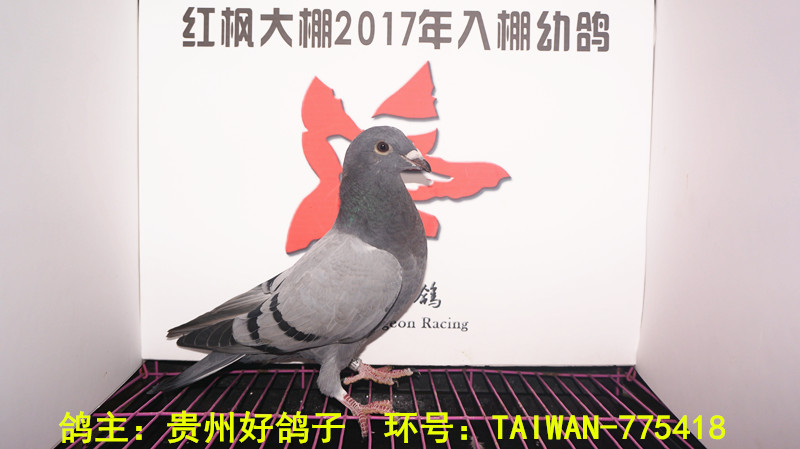 TAIWAN-775418 