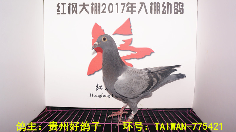 TAIWAN-775421 