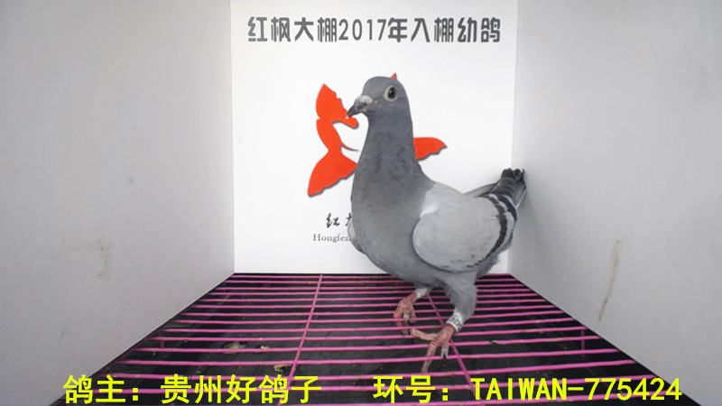 TAIWAN-775424 