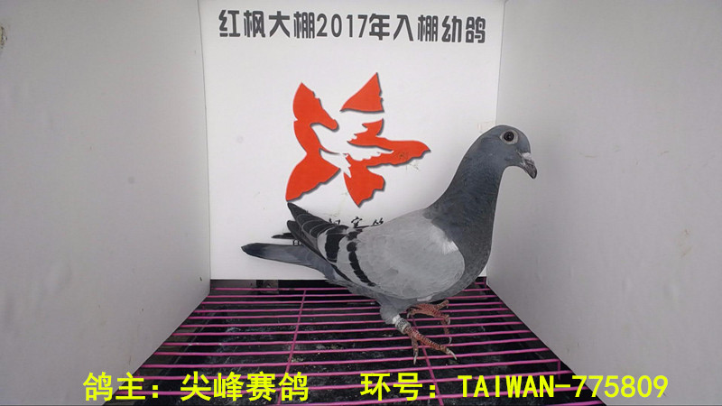 TAIWAN-775809 