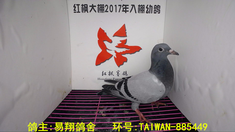 TAIWAN-885449 