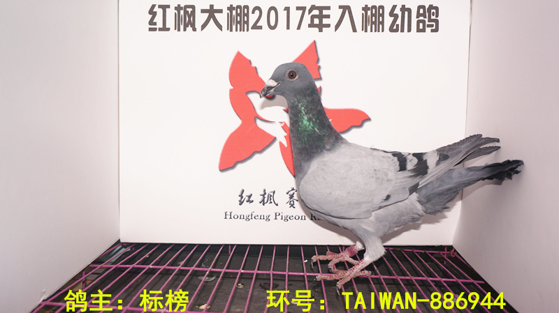 TAIWAN-886944 