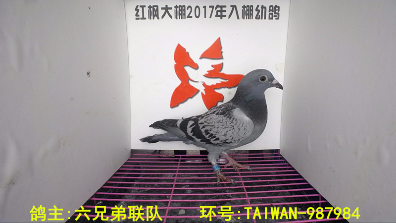 TAIWAN-987984 