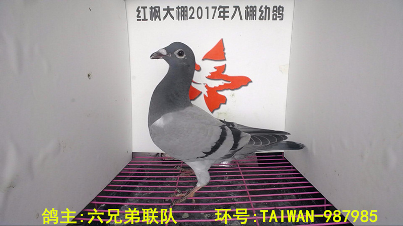 TAIWAN-987985 