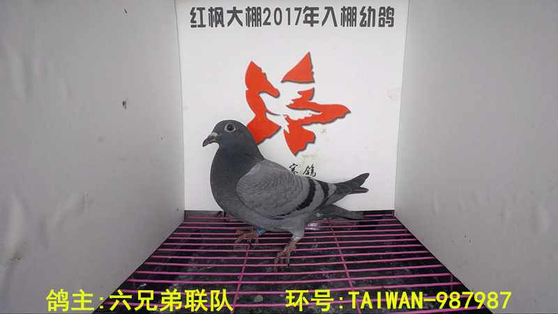 TAIWAN-987987 