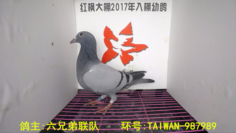 TAIWAN-987989 
