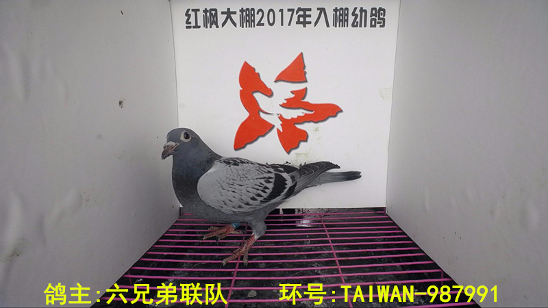 TAIWAN-987991 