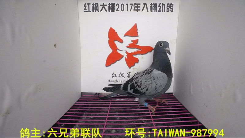 TAIWAN-987994 