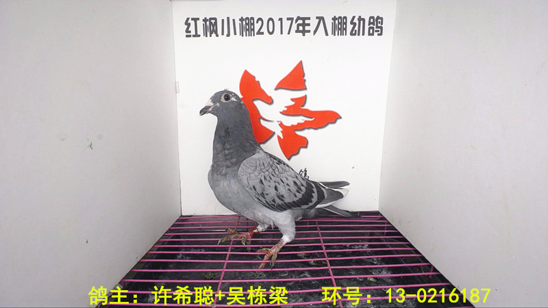 贵州红枫赛鸽中心(小棚)2017年决赛入赏鸽及入棚,清棚