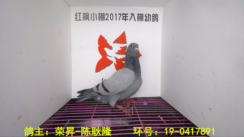 贵州红枫赛鸽中心(小棚)2017年决赛入赏鸽及入棚,清棚