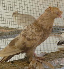 Romanian Pigeon