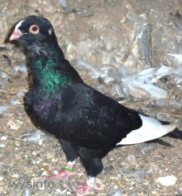 Syrian Wammentauben Beirut Pigeon