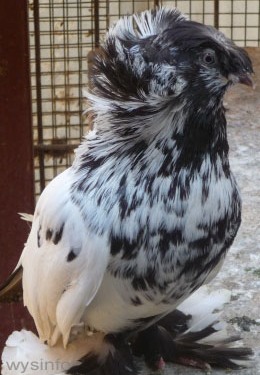 Bukhara Pigeon