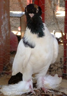 Koningsburger Pigeon