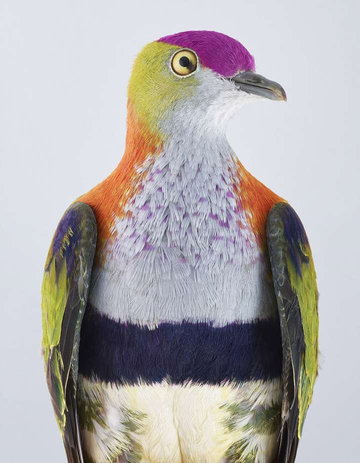 超级水果鸽。城里的鸽子都似乎是一模一样的服装，而水果鸽却是一只五颜六色的快乐小鸟。