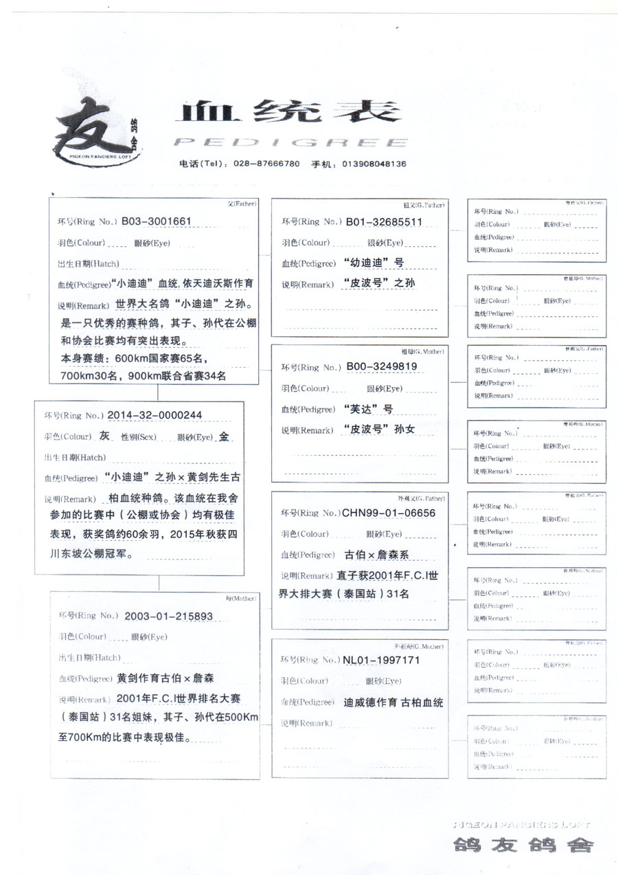 a8"小迪迪"之孙×黄剑古柏244 环球赛鸽网络拍卖站-专业化全球